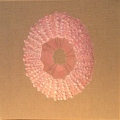 CO3 - COQUILLAGES