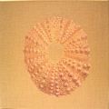 CO4 - COQUILLAGES