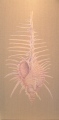 CO5 - COQUILLAGES