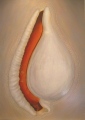 CO8 - COQUILLAGES