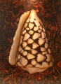 CO10 - COQUILLAGES