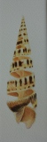 CO15 - COQUILLAGES