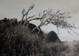 5 - L'ARBRE - 2018 - PAYSAGES